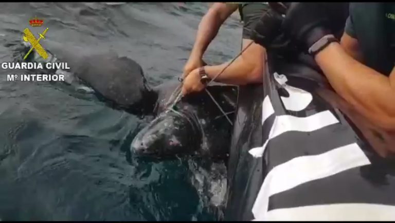 Rescatan una tortuga Laúd atrapada en una nasa de pesca en aguas de Punta Umbría