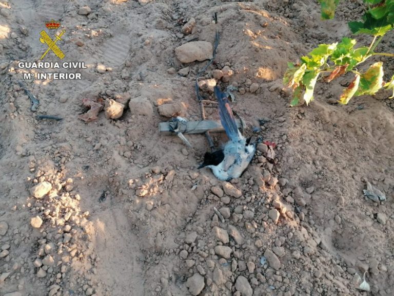 Investigan a un varón por su implicación en la puesta de trampas para aves fringílidas en Bollullos