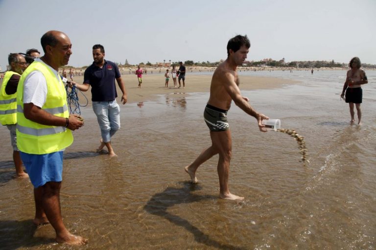 Ayamonte declara la guerra al marisqueo ilegal de coquinas por los bañistas