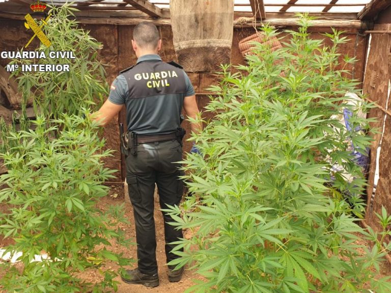 Intervienen 11 plantas de marihuana en El Cerro de Andévalo
