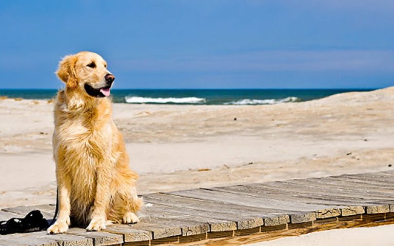 Punta Umbría inaugura este viernes la primera playa canina de la localidad