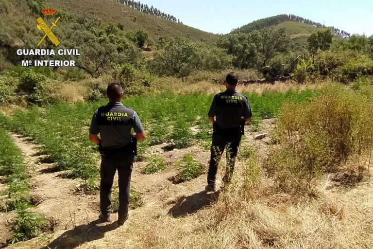 Localizan en Almonaster un cultivo de marihuana con 650 plantas