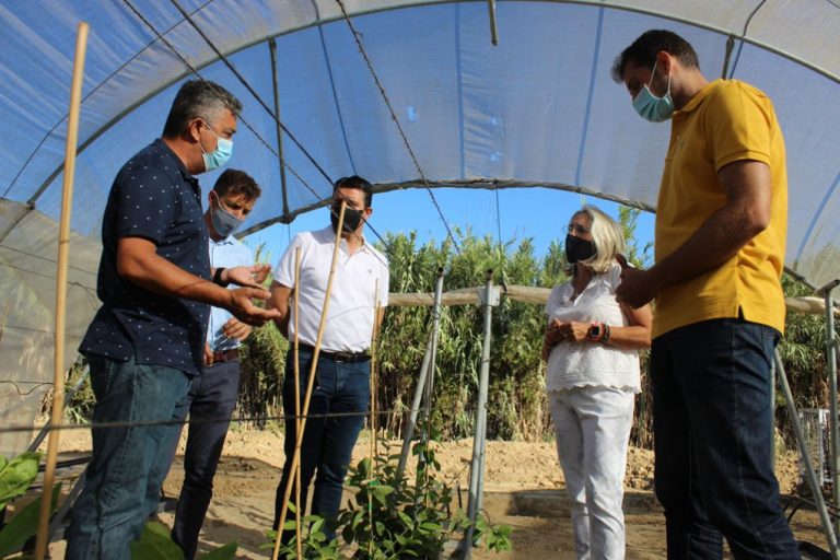 Planasa obtiene en Cartaya las variedades agrícolas que mejor se adaptan a la provincia onubense