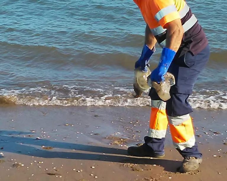 Retiran varios centenares de medusas de la playa de Isla Canela