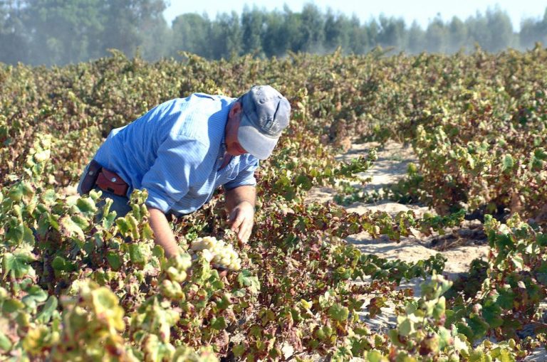 El Condado de Huelva inicia la vendimia con las variedades más tempranas