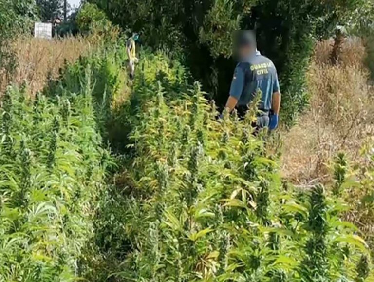 Cartaya: al menos un detenido en el desmantelamiento de una plantación de marihuana