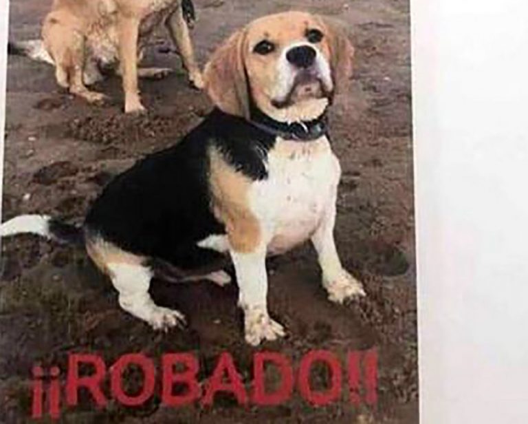 Buscan desesperadamente un perro Beagle presuntamente sustraído en Isla Cristina