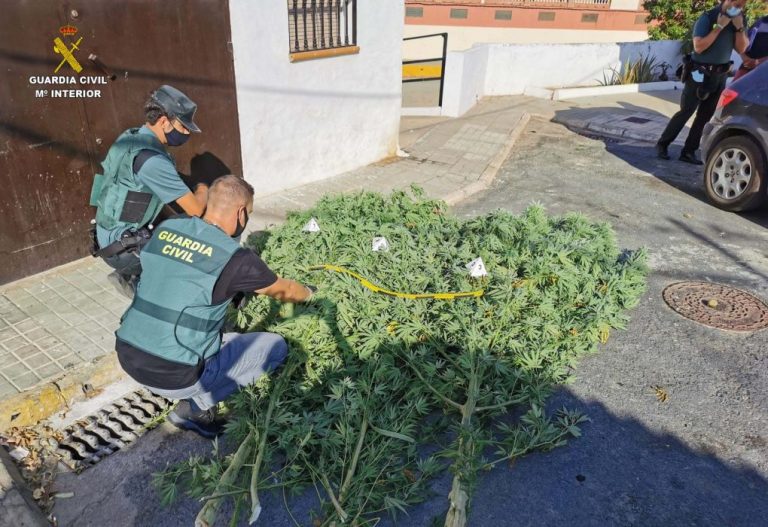 Dos detenidos por una plantación de marihuana en una vivienda en Gibraleón