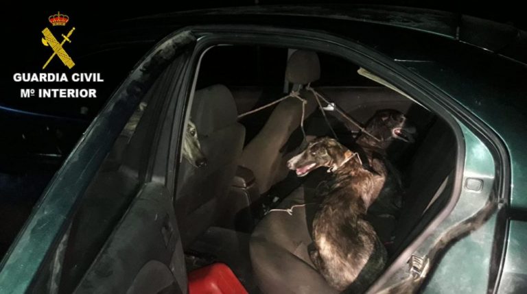 Cuatro detenidos, uno de ellos menor, por el robo de tres galgos en Villarrasa