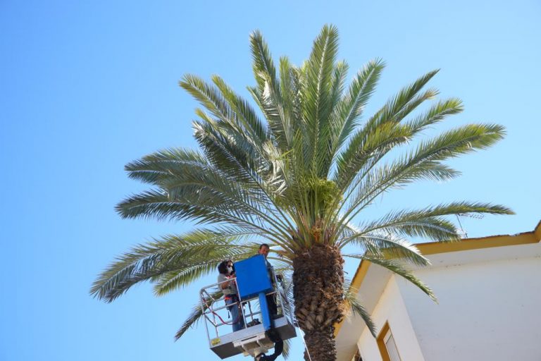 Expertos evalúan el estado de varias palmeras de Ayamonte