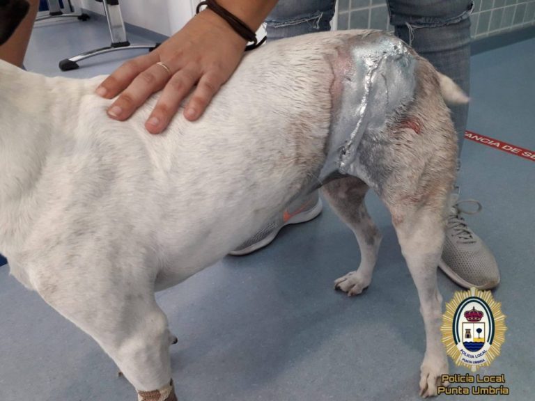 Dos perros de gran tamaño atacan a otro en Punta y lo dejan malherido