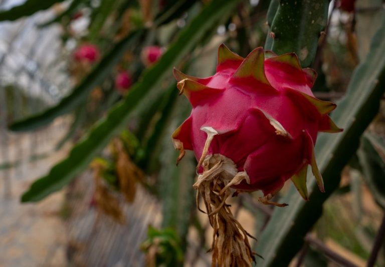 Diputación de Huelva presenta líneas de ayudas para impulsar el cultivo de pitaya en la provincia