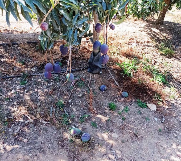 Isla Cristina: roban 500 kilos de mangos recién tratados con un pesticida que ataca al sistema nervioso