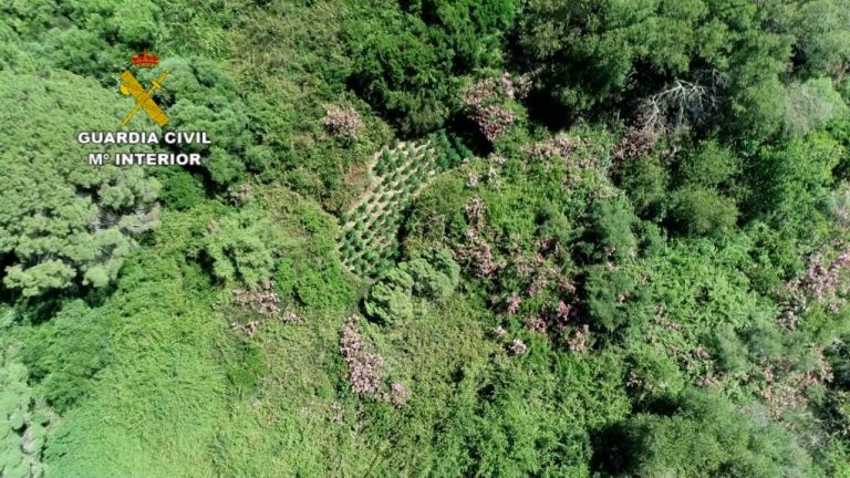 Un detenido y 651 plantas intervenidas e 9 plantaciones de Marihuana entre Cartaya y Villablanca