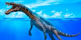 Hallan en Ayamonte los restos de un ‘monstruo’ marino monstruo marino ayamonte