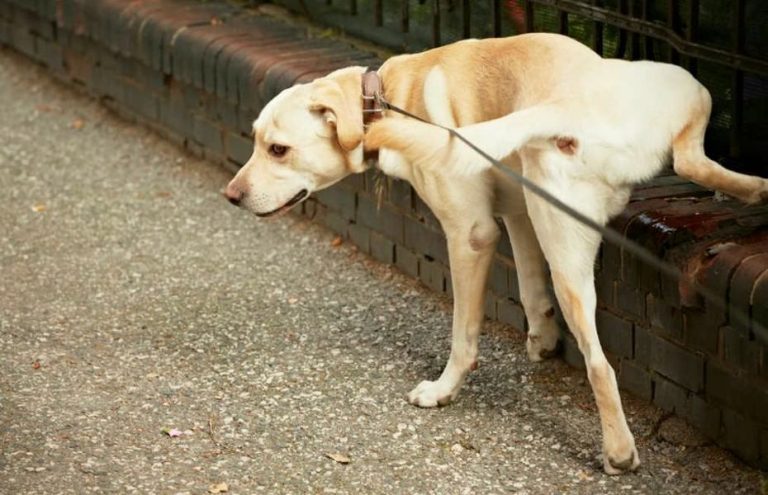 Onubenses crean un sistema de recogida de pipis de perros de forma “sostenible”