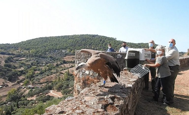 Escolares de Cortegana participan de la suelta de un buitre leonado rehabilitado en el CREA