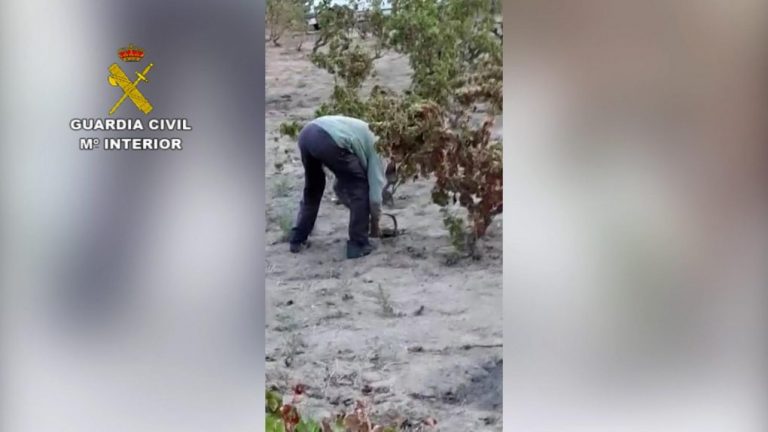 Localizan a un furtivo colocando cepos ilegales en una finca en Bollullos