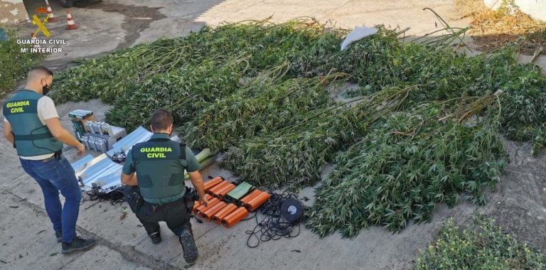 Desmantelan plantaciones de marihuana en Gibraleón, Calañas, Manzanilla, Villablanca y Paterna