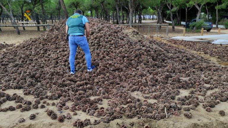 Desarticulan un grupo criminal dedicado al robo de piñas en Huelva y Córdoba