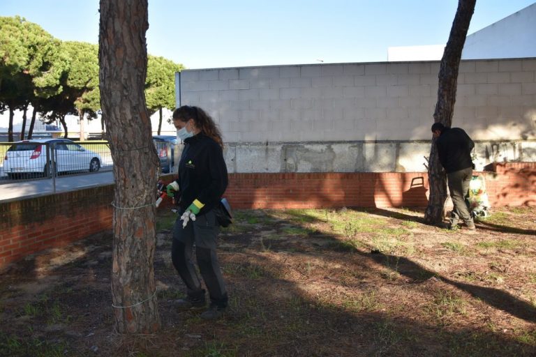 Punta Umbría inicia una campaña contra la procesionaria en todo el casco urbano y en El Portil