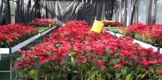 Diputación de Huelva regala a los municipios onubenses 5.500 ‘pascueros’