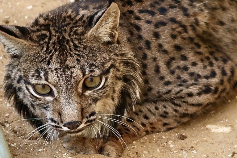 Buscan destino para el lince errante capturado en las calles de Rociana del Condado