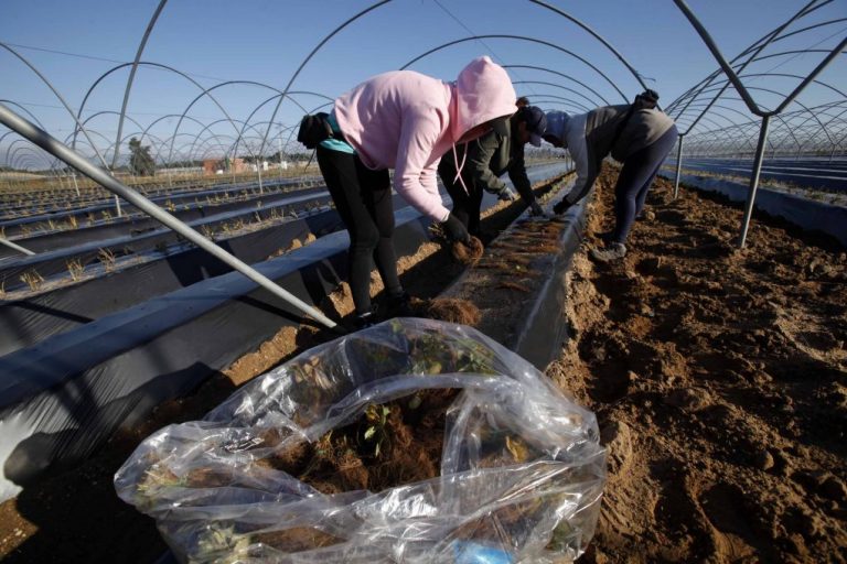 Huelva mantiene la superficie plantada de frutos rojos para la campaña 2020/2021