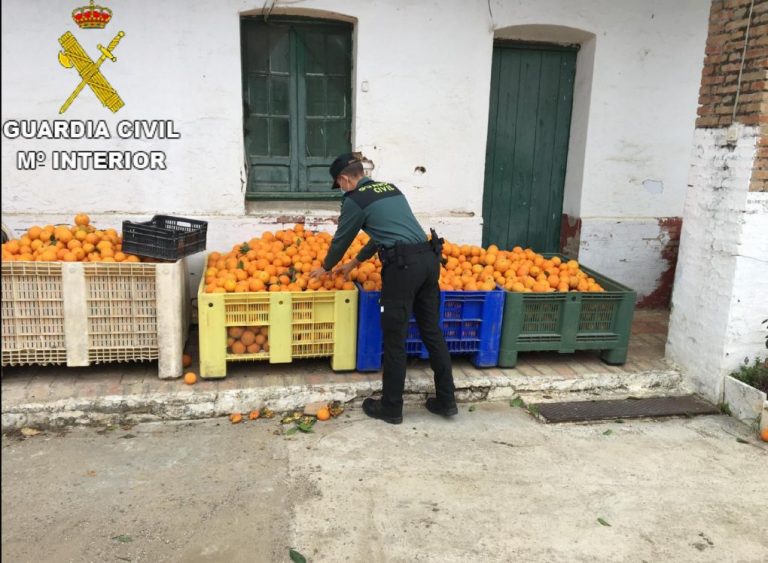 Recuperan 1.100 kilos de naranjas robadas previamente en una finca de Gibraleón