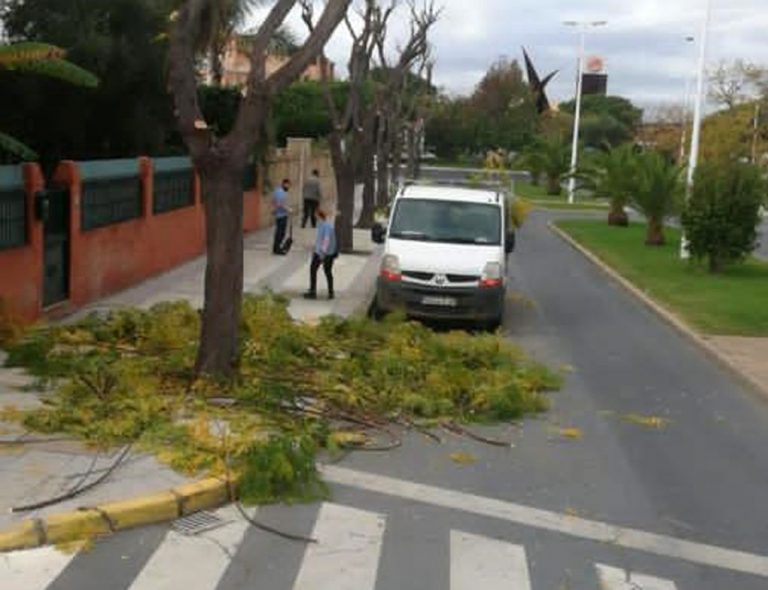 El Ayuntamiento de Punta retoma su campaña de podas del arbolado público