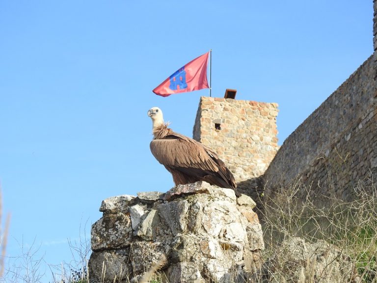 Liberan en Aracena un buitre leonado rehabilitado en el CREA