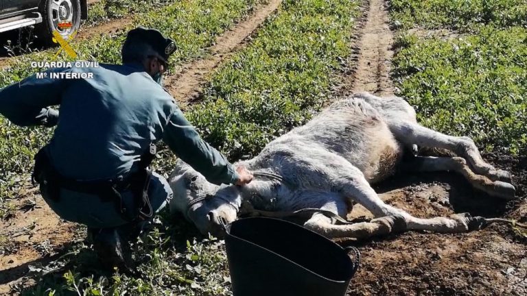 Hallan en Almonte un burro abandonado y moribundo que fallece dos días después