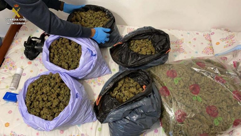 Intervenidas 92 plantas de marihuana en Villablanca, Isla Cristina y La Redondela