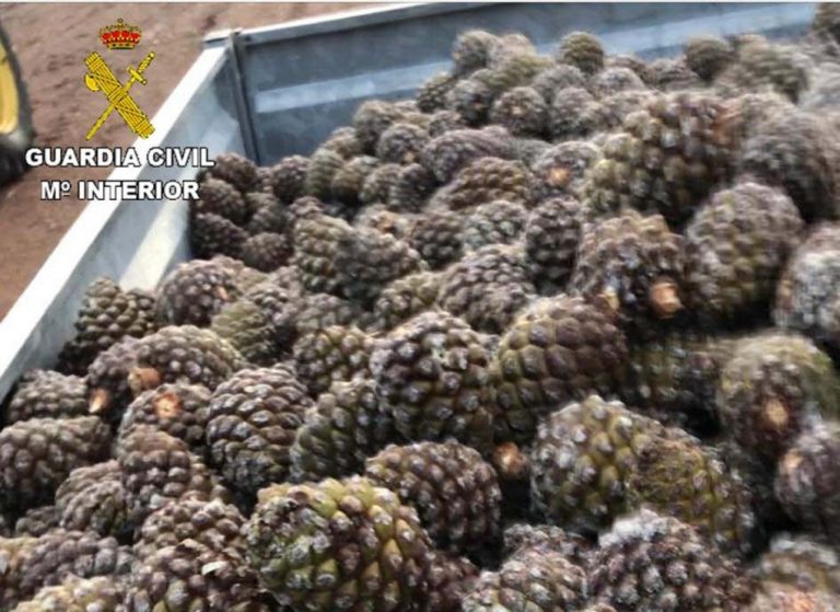 Intervienen 800 kilos de piña recolectada sin autorización en Castillejos