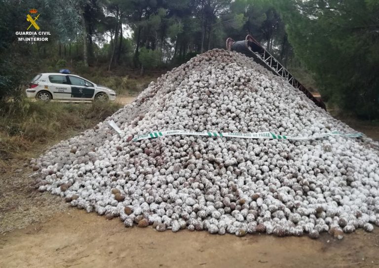 Intervienen 26.000 kilos de piña recolectada irregularmente en Valverde y Beas