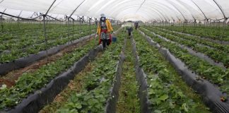 El PP de Huelva muestra su «máximo apoyo» a las «reivindicaciones» de agricultores y ganaderos