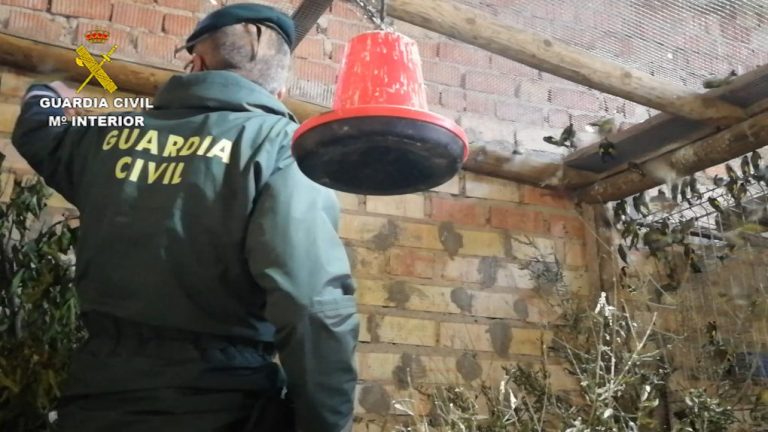Liberan 122 jilgueros, verderones y luganos en Almonte al carecer su propietario de permisos para su captura