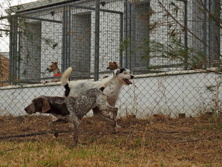 Diputación de Huelva promueve una campaña contra el abandono animal y la adopción de mascotas en vez de comprarlas