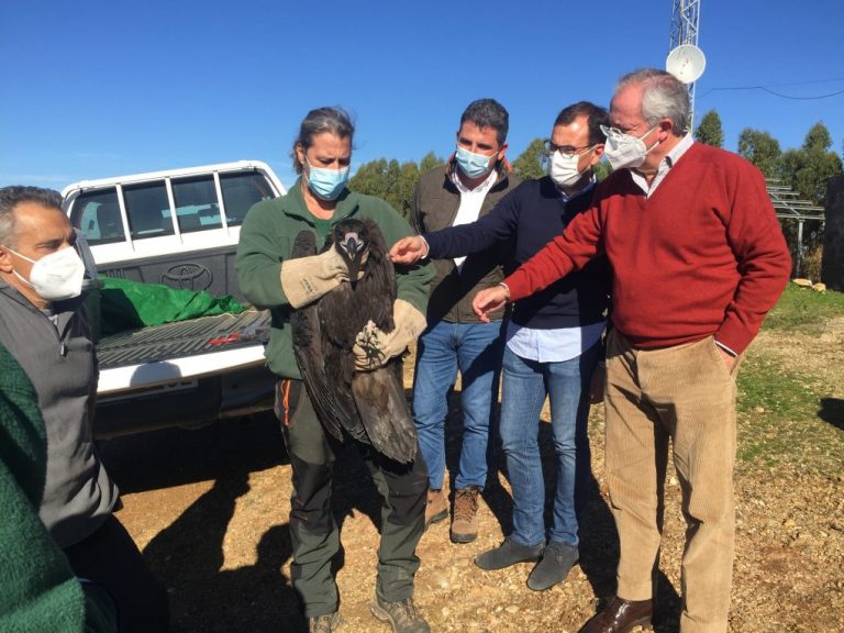 Liberan en la sierra de Huelva un buitre negro joven alimentado en el CREA de Marismas del Odiel