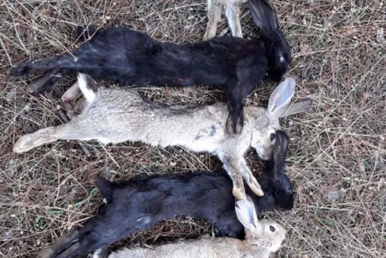 Cazan dos conejos de monte  “sorprendentemente” negros en Cartaya