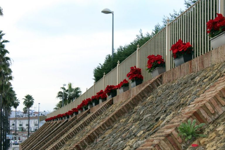 Cartaya da color a su Navidad decorando con más de 350 flores de pascua calles y plazas