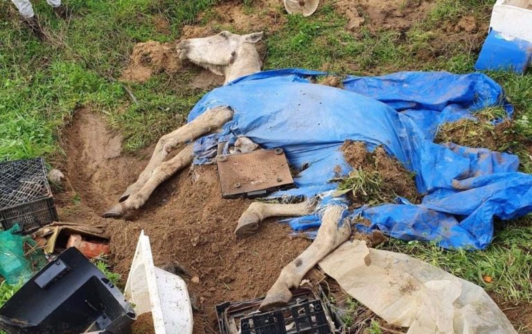Sacrifican un caballo al que hallaron semienterrado vivo en Cartaya