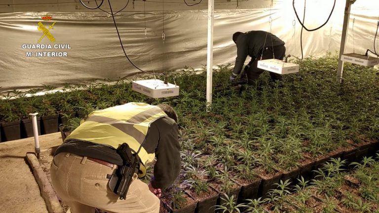 Desmantelan 1.488 plantas de marihuana cultivadas ‘indoor’ en una nave de cerdos en La Nava
