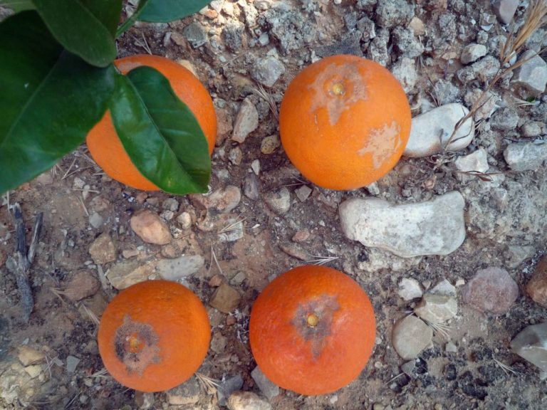 Confirman la existencia de una nueva plaga en Huelva que afecta sobre todo a los cítricos