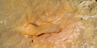 Investigadores de la UHU identifican las pisadas de neandertales más antiguas del pleistoceno superior en Matalascañas