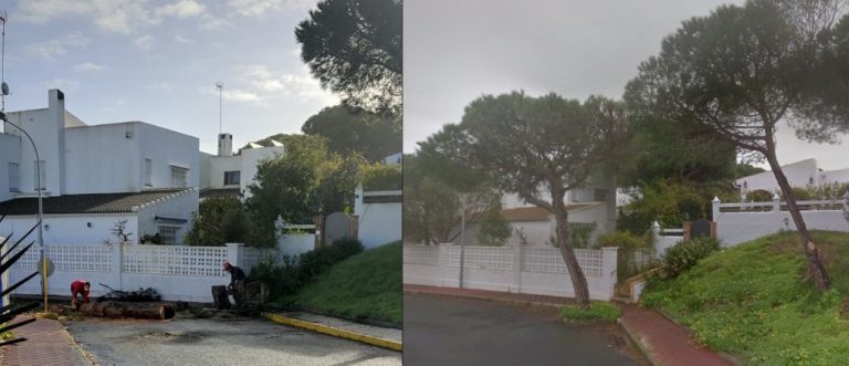 Ecologistas denuncia una tala de pinos sanos en calles de Matalascañas