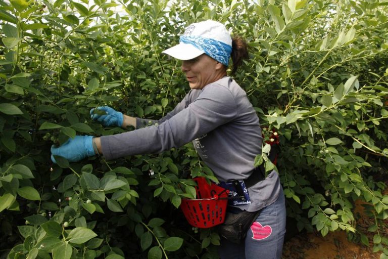 El arándano onubense podrá exportarse al mercado brasileño