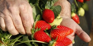 Agricultura comunica a Freshuelva la apertura del mercado canadiense para la exportación de las fresas
