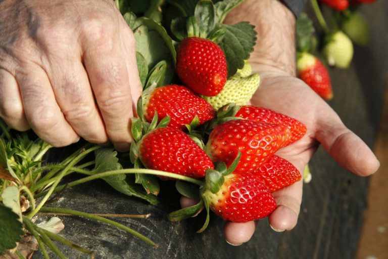 Agricultura comunica a Freshuelva la apertura del mercado canadiense para la exportación de las fresas