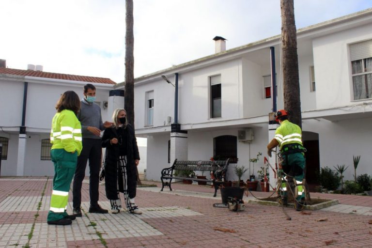 El Ayuntamiento realiza labores de poda en  palmeras y arbolado de Cartaya, El Rompido y Nuevo Portil